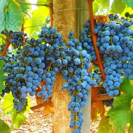 Konukevi Cantina Marongiu Villaputzu