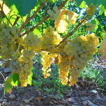 Cantina Marongiu 3*