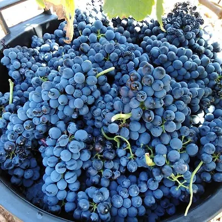 Maison d'hôtes Cantina Marongiu Villaputzu