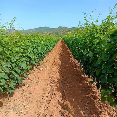 Cantina Marongiu Maison d'hôtes Villaputzu