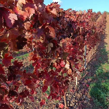 Cantina Marongiu * Villaputzu