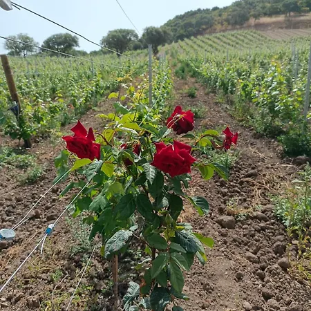 Cantina Marongiu *