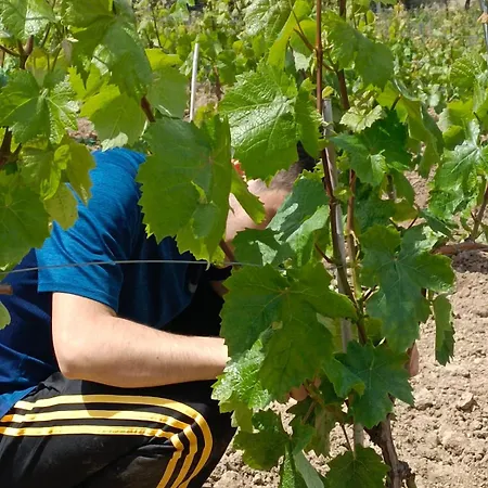 Cantina Marongiu Maison d'hôtes *