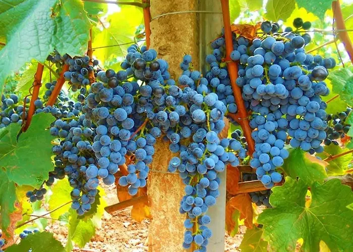 Guest house Cantina Marongiu Villaputzu