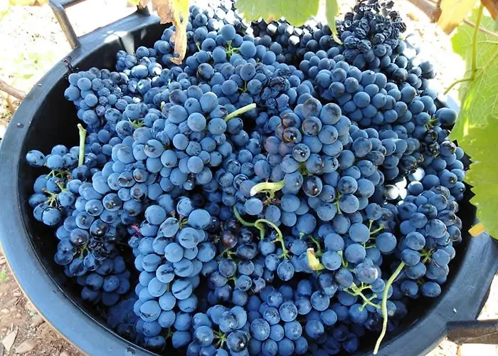 招待所 Cantina Marongiu 维拉普特祖